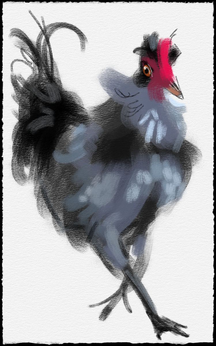 an illustration of Louie, a rooster who was being cared for by the RSPCA ACT and was available for adoption at time of writing. Louie is a black and dark grey rooster with a bright red comb.